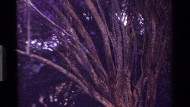 1983: the beautiful purple blossoms spreaded over the trunks of the tree KENYA