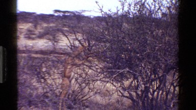 1983: an animal climbing up a tree KENYA