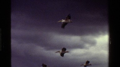 1983: flock of pelicans flying KENYA