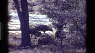 1983: two large and strong black oxen look at the camera KENYA