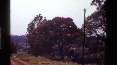 1983: hardwood tree with orange flowers in a field KENYA