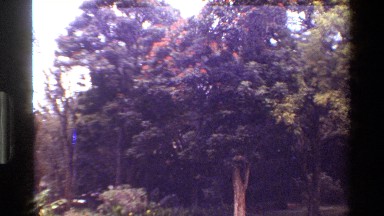 1983: tree with red flowers KENYA