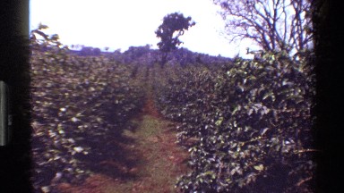 1983: zoom in to a plantation zone KENYA