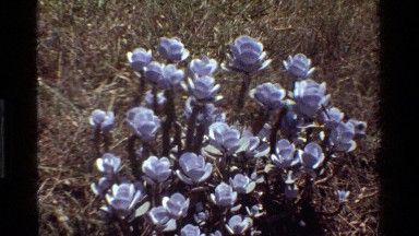 1983: a white colour flower plant in the middle of forest area KENYA