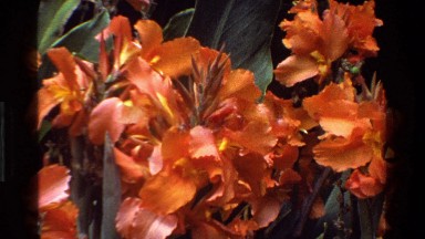 1983: blossomed pretty flowers KENYA