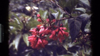 1983: red, blue, yellow and green dot various foliage as a bird takes wing KENYA
