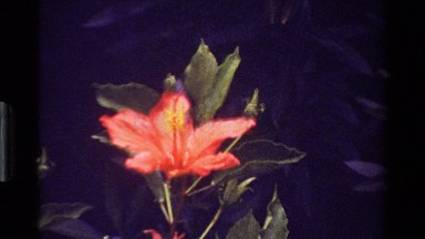 1983: three beautiful purple and red tropical flowers KENYA