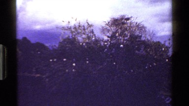 1983: herons flying and perched in hardwood tree with clouds and darkened sky