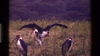 1983: pelicans standing in a field of tall weeds and grass. KENYA
