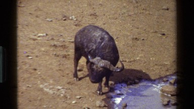 1983: water buffalo drinking and standing at water in desolate dry area KENYA