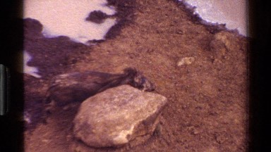 1983: Wild Pig Scratching Back and Walking Around Rock in Kenyan Desert