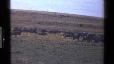 1983: Large Herd of Wildebeest Migrating Across the Savanna Mara Tanzania
