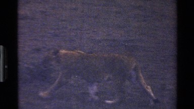 1983: Lioness Resting in Natural Habitat Mara Tanzania