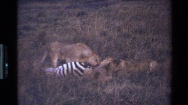 1983: lions eating a zebra for dinner MARA TANZANIA