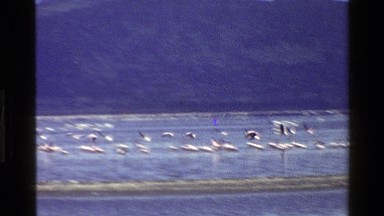 1983: white birds taking flight off of a body of water with hills