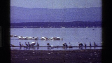 1983: water birds fly and swim in a large lake with hills