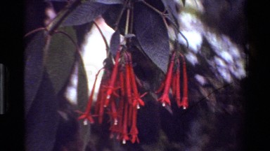 1983: several types of very colorful flowers grow in well-kept spaces KENYA