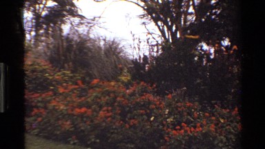 1983: yellow and orange flowers on the shrub midst of tall trees and greens MARA