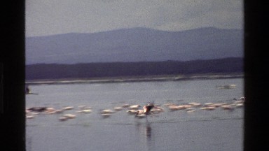 1983: birds flying over and sitting in a body of water MARA TANZANIA
