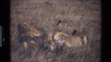 1983: A Group of Hungry Lions Feasting on a Zebra in Mara, Tanzania