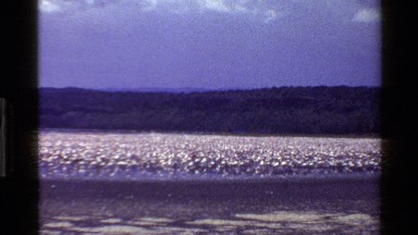 1983: A Large Flock of Waterfowl Walks Along a Lake in Mara, Tanzania