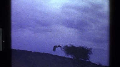 1983: black bird with long wingspan and white markings flies and wolf forages
