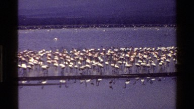 1983: a large number of birds out in the water MARA TANZANIA