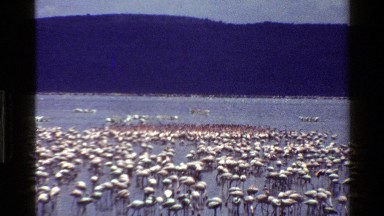 1983: flock of white cranes walking in the water in search of food MARA TANZANIA