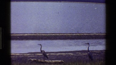 1983: a group of waterfowl sits on a piece of land in a lake MARA TANZANIA