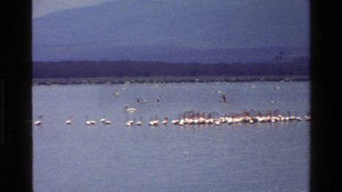 1983: huge flock of birds gather on and around a large body of water. MARA