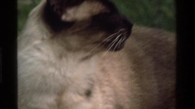 1975: a siamese cat outside CALIFORNIA