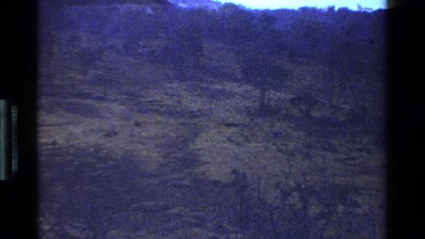 1983: A Small Family of Baboons or Monkeys in the Wild Set Against a Mountain