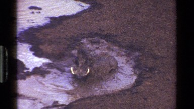 1983: A Hog Rolling in Dirty Mud Water Kenya