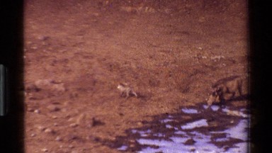 1983: Two Brown Wild Boars Walk Through a Muddy Field in Kenya