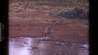 1983: number of wild animals are drinking water in a forest area KENYA
