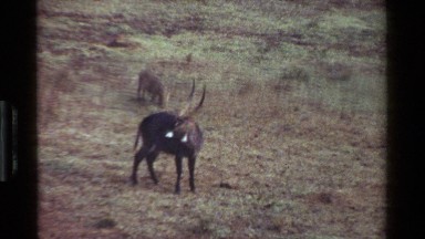 1983: animals roaming around the national park surrounded by beautiful weather.