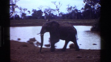 1983: An Elephant Strolling Through the Wilds of Kenya