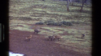 1983: A Group of Animals Running and Walking in a Field KENYA