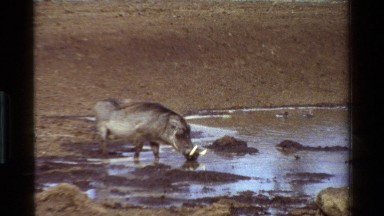 1983: wild animals dangerous look around water KENYA