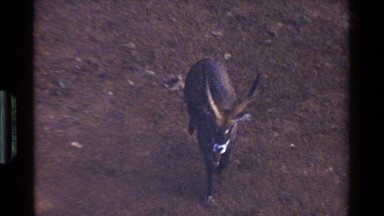 1983: A Brown Antelope-Like Creature with a White Hide Runs Through a Field