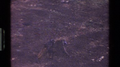 1983: a wild hog rolls around in a muddy puddle in a dirt field KENYA