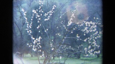 1969: white flowers on a tree CALIFORNIA
