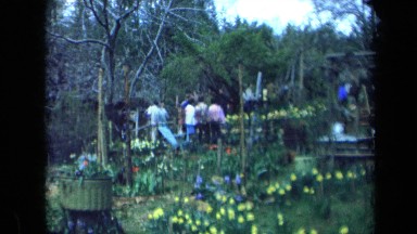 1969: Group of People Walk to Observe Nature in Dense Flower Field California