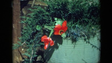 1969: flower potted in a green metal can CALIFORNIA