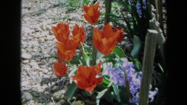 1969: pretty open orange tulips sit in a garden patch CALIFORNIA