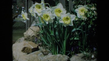 1969: bouquet of beautiful flowers growing out in the wild CALIFORNIA