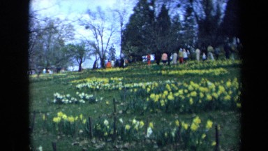 1969: people in the tulip park CALIFORNIA
