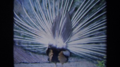 1969: a peacock with his feathers out CALIFORNIA