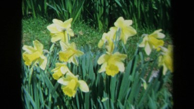 1969: several daffodils in bloom CALIFORNIA
