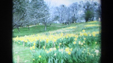 1969: Visitors Walk Along Hill Near Trees Above Expanse of Yellow Flowers